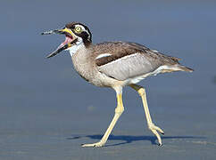 Beach Stone-curlew