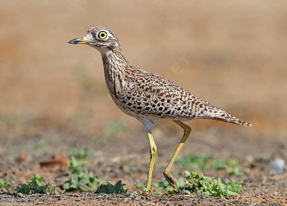 OEdicnème tachardadulte, identification