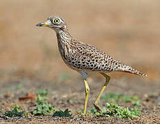 Spotted Thick-knee