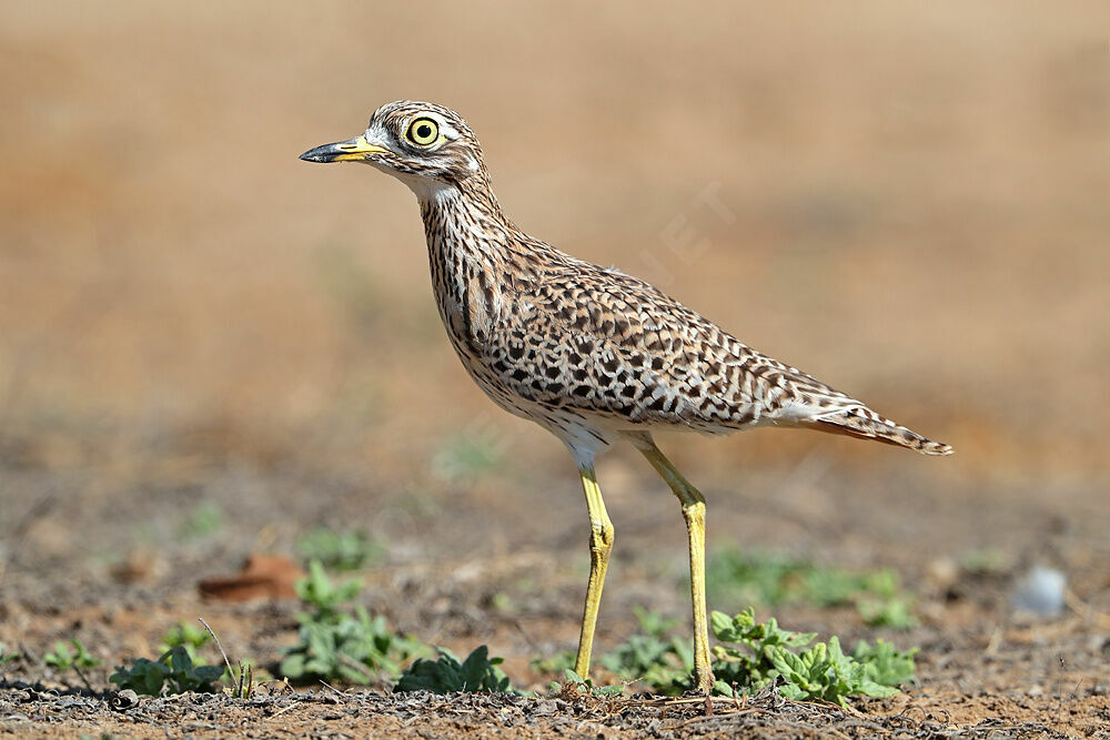 Spotted Thick-knee