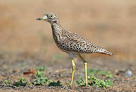 Spotted Thick-knee