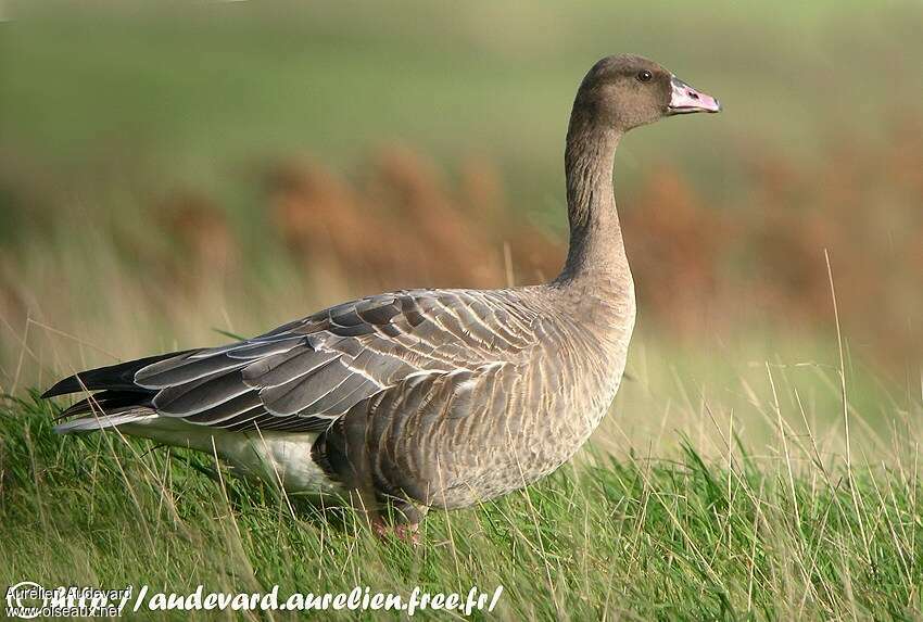 Pink-footed GooseFirst year, identification