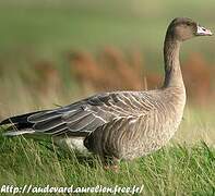 Pink-footed Goose