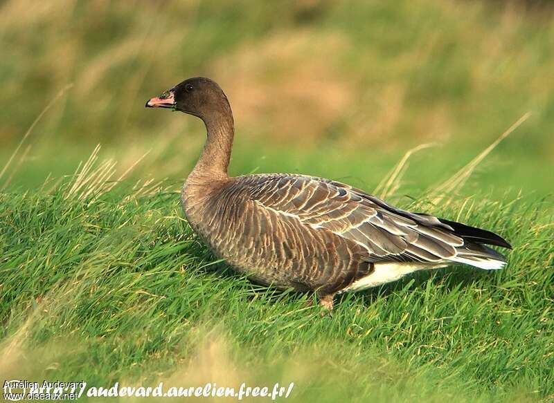 Pink-footed Gooseadult post breeding, identification