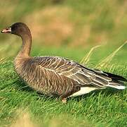 Pink-footed Goose