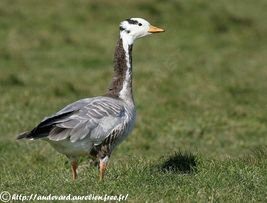 Bar-headed Goose