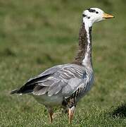 Bar-headed Goose