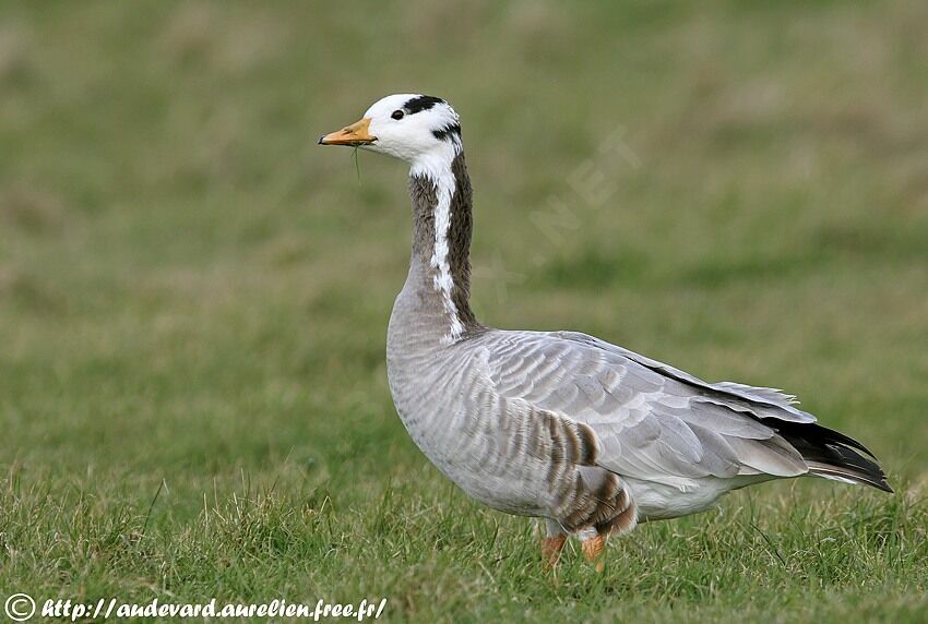 Bar-headed Gooseadult breeding