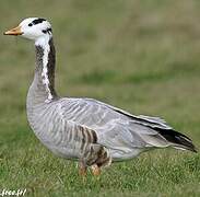 Bar-headed Goose