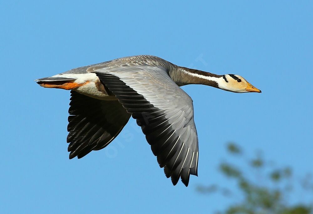 Bar-headed Gooseadult, Flight