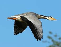 Bar-headed Goose