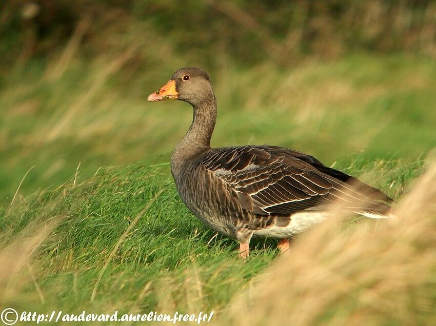 Greylag Goose