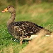 Greylag Goose