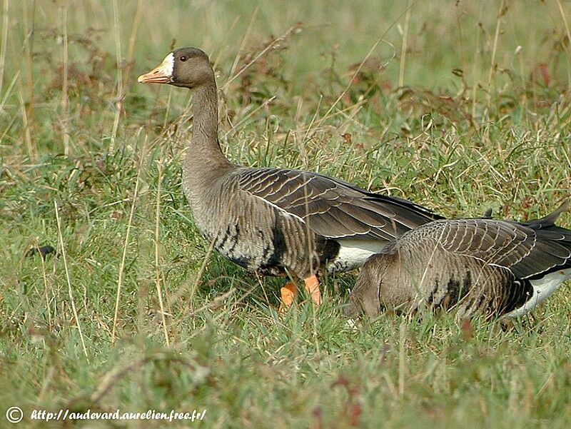 Greater White-fronted Goose (flavirostris)adult post breeding