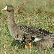 Greater White-fronted Goose (flavirostris)