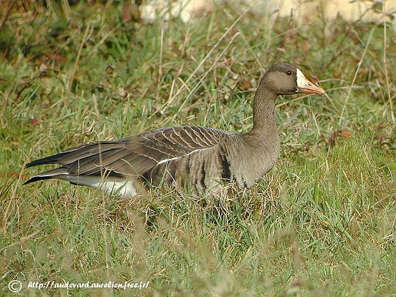 Greater White-fronted Goose (flavirostris)adult post breeding