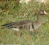 Greater White-fronted Goose (flavirostris)