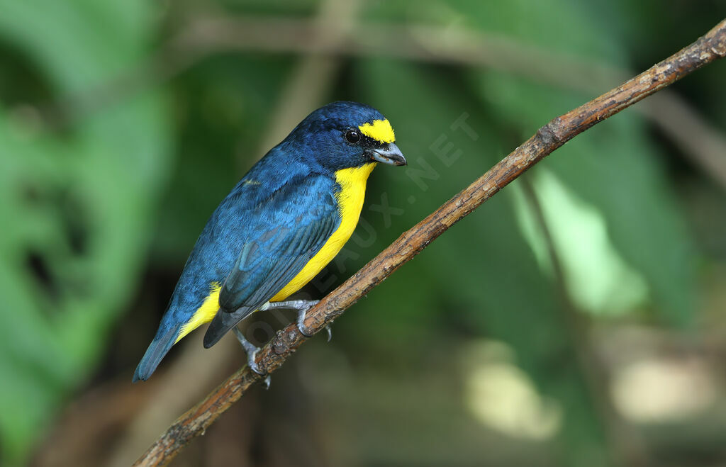 Yellow-throated Euphonia male adult, identification