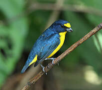 Yellow-throated Euphonia