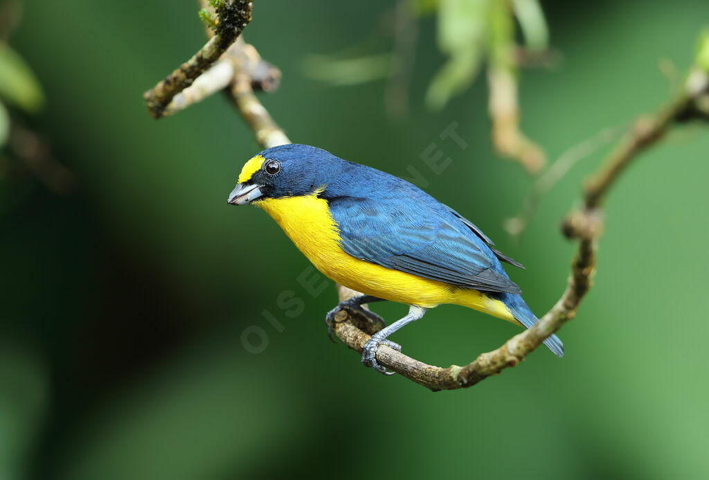 Yellow-throated Euphonia