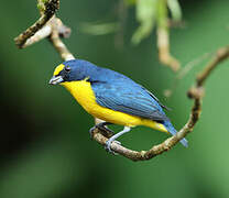 Yellow-throated Euphonia