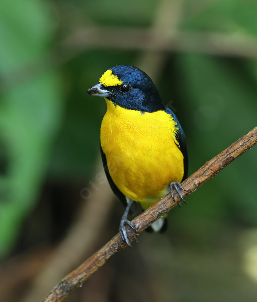 Yellow-throated Euphonia male adult breeding, identification