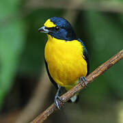 Yellow-throated Euphonia