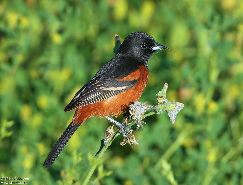 Orchard Oriole male adult breeding, identification