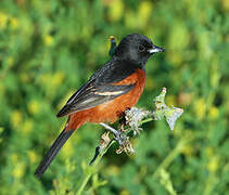 Oriole des vergers