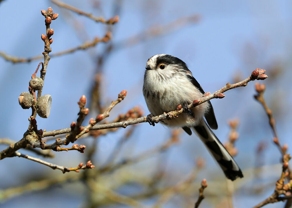 Long-tailed Tit, identification