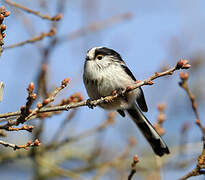 Long-tailed Tit