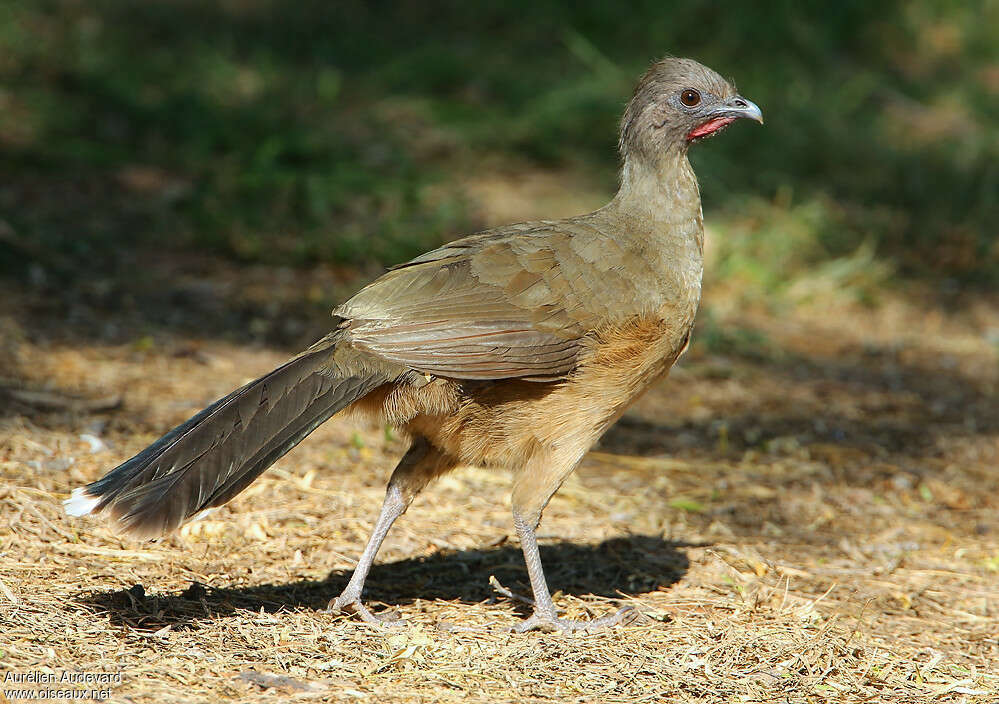 Plain Chachalacaadult, identification