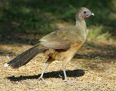 Plain Chachalaca