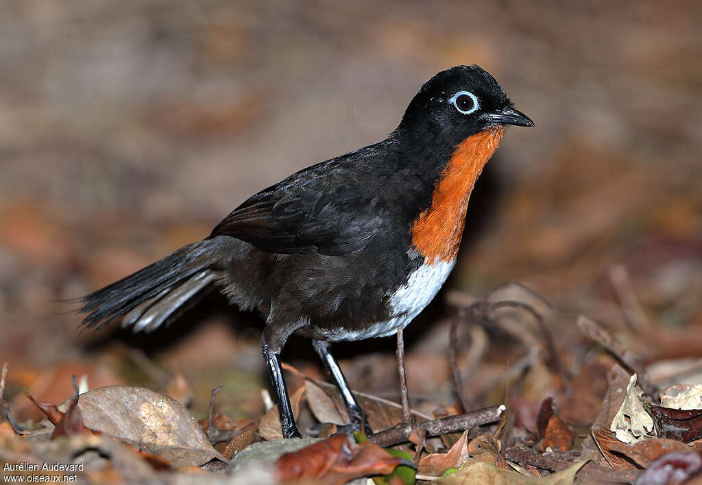 Chowchilla female adult, identification