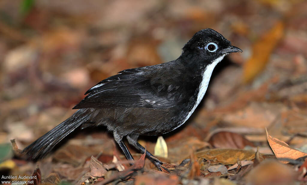 Orthonyx de Spalding mâle adulte, identification