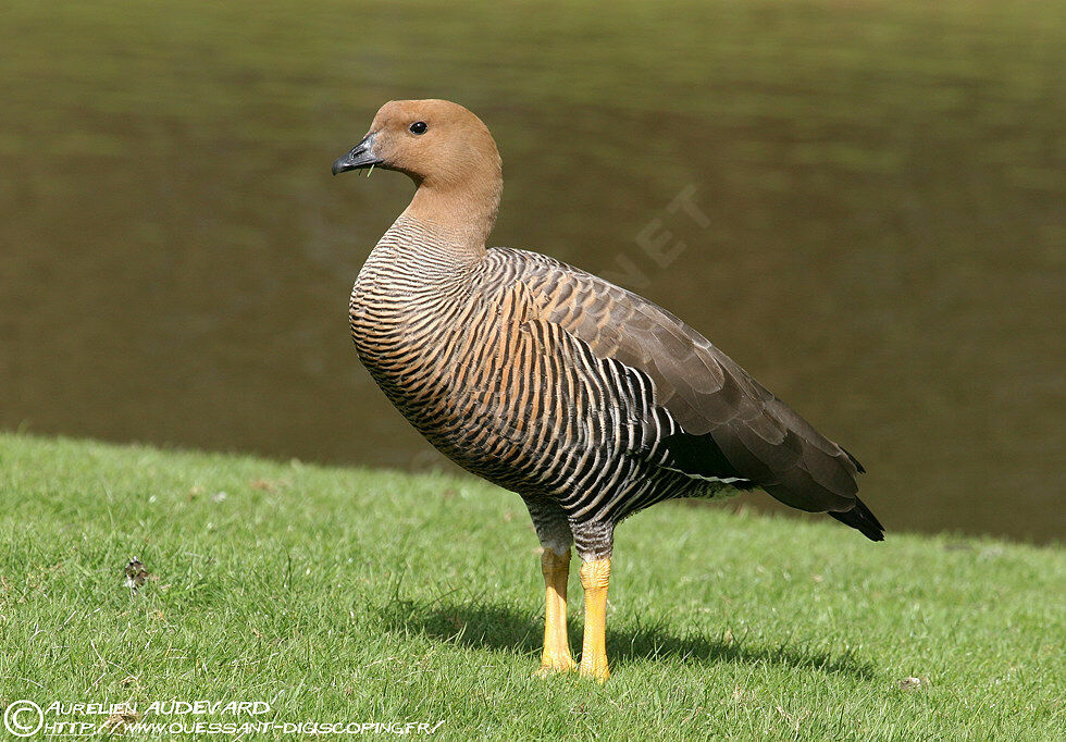 Upland Goose female adult