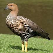 Upland Goose