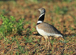 Little Bustard