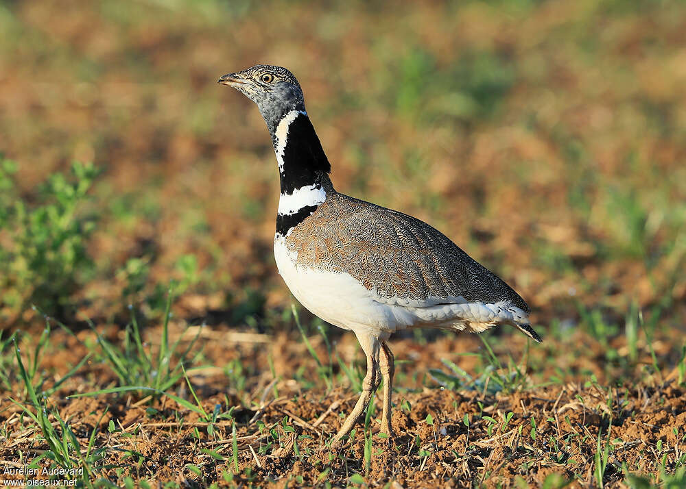 Outarde canepetière mâle adulte, identification