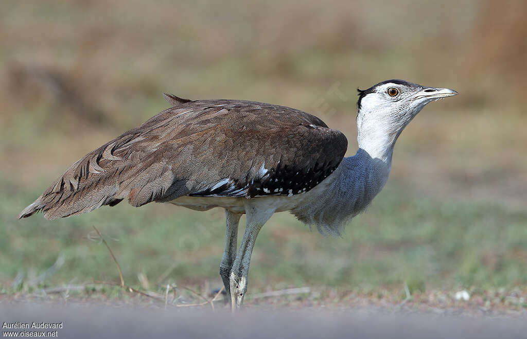 Australian Bustard, close-up portrait