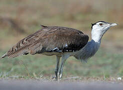 Australian Bustard