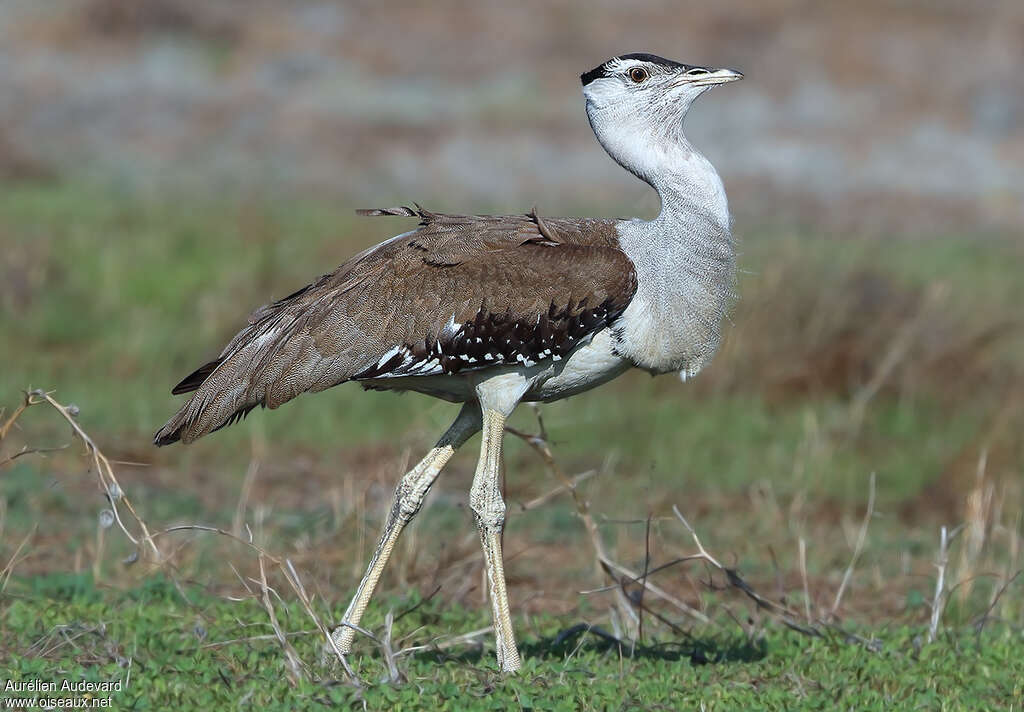 Australian Bustardadult, identification