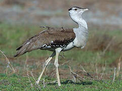 Australian Bustard