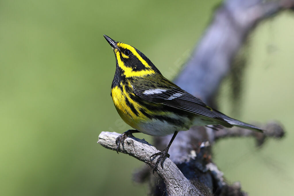 Townsend's Warbler