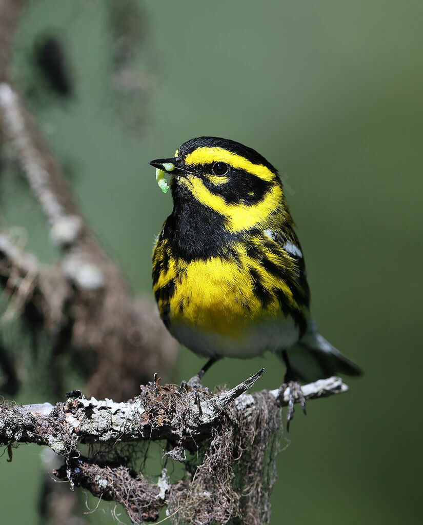 Paruline de Townsend