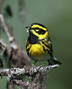 Townsend's Warbler