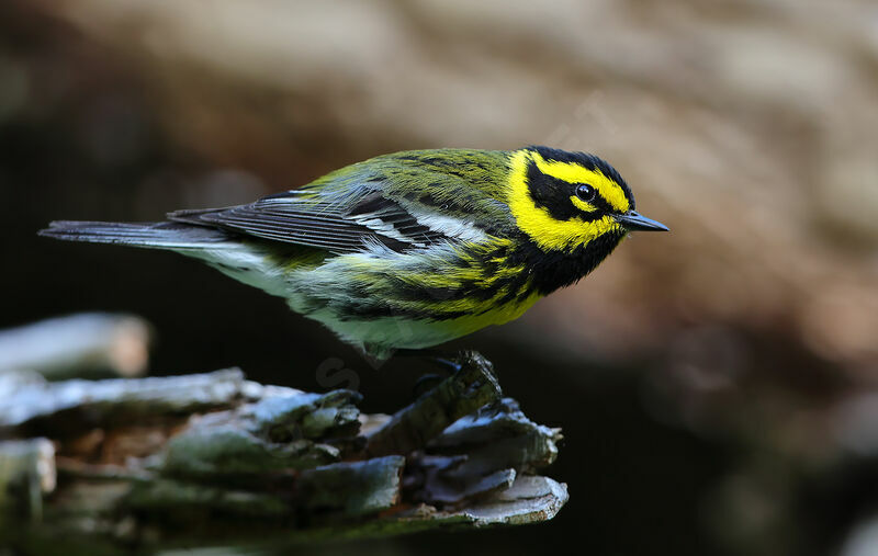 Townsend's Warbler male adult breeding