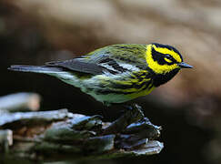 Townsend's Warbler