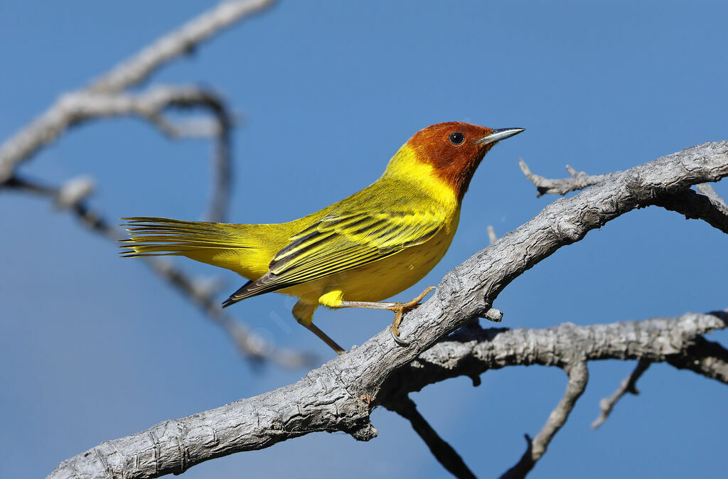 Mangrove Warbler male adult breeding, identification