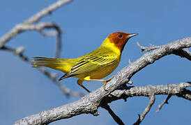 Mangrove Warbler